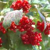 Wentworth Highbush Cranberry #2 - Image 3